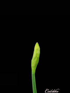 flowers 37.gif